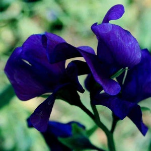 Beautiful Sweet Pea &quot;Navy Blue Passion&quot; Seeds -- Lathyrus Odoratus -- Free Shipping US (15 Seeds) Sweetpea -- Deep Navy Blue Colored Blooms