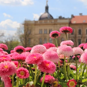 Bellis Perennis Fiesta Color Mix Seeds - Envío gratis Residentes de EE. UU. (20 Semillas) - Vibrantes flores exóticas y pétalos tubulares Margarita inglesa