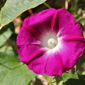 Charming Dwarf Ensign &quot;Cherry Pink&quot; Morning Glory SEEDS -- Heirloom Variety -- Convolvulus tricolor