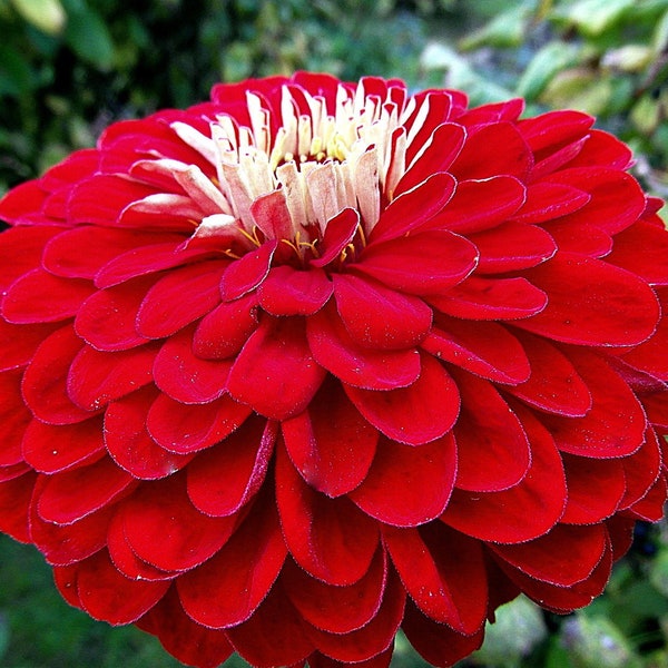 Zinnia "Red Velvet" Seeds - GIGANTIC Sized Zinnia SEEDS! 5" Dahlia-Style Blooms - Free Shipping U.S. Residents (30 Seeds)