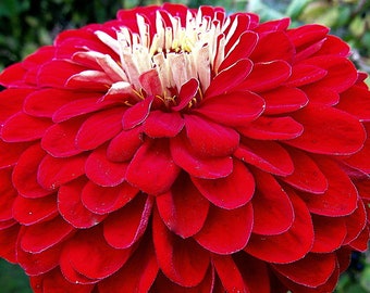 Zinnia &quot;Red Velvet&quot; Seeds - GIGANTIC Sized Zinnia SEEDS! 5&quot; Dahlia-Style Blooms - Free Shipping U.S. Residents (30 Seeds)