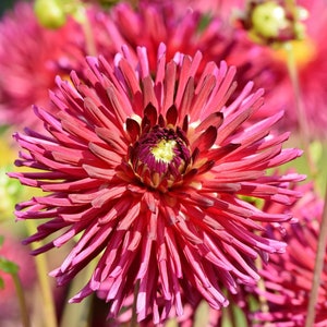 Frilly & Fabulous Cactus DAHLIA Megamix SEEDS! Brilliant Color Splashes -- Variabilis -- Fast Free Shipping U.S. Residents! (30 Seeds)
