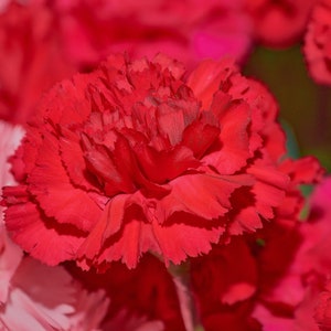 Prachtige dieprode anjerzaden - Dianthus Caryophyllus -- snelle gratis verzending -- (50 zaden) Kweek een bloemenwinkel in je eigen tuin! :-)
