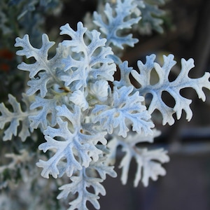Lovely Silverdust SEEDS (Pelleted) - cineraria maritima - Cottage Garden Texture Plants - Fast Free Shipping in U.S. (30 Seeds) Silver Dust