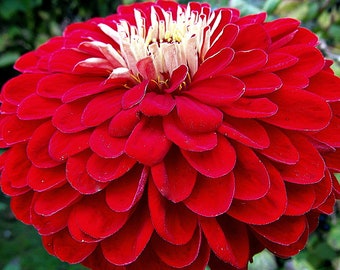 Zinnia Benary's Giant Deep Red - Whistling Prairie Flowers