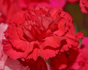 Scarlet Red Carnation Seeds - Fragrant Cut Flowers (50 Seeds)