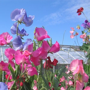 スイートピーの伝統品種「おばあちゃんのミックス」種子 -- Lathyrus Latifolius -- 米国送料無料 (15 粒) スイートピー