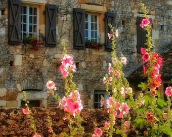 NEW Hollyhock Indian Spring Pinks and Red / Yellow SEEDS Mix -- Cottage Garden - Alcea rosea FREE Shipping (20 Seeds)