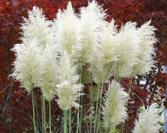 Delaman 1000Pcs Pampas Grass Cortaderia Selloana Reed Seeds Home Garden Plants Flowers White