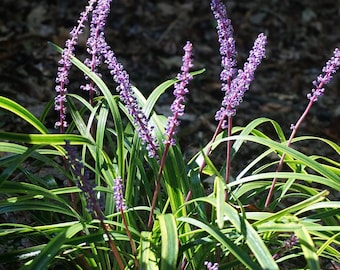 New Striped Monkey Grass Liriope muscari Seeds -- Fast Free Shipping -- Sword Leaves Ornamental Grass Garden Texture (8 seeds)