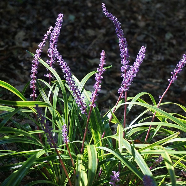 Nouvelle herbe de singe rayée Liriope muscari Seeds - Livraison gratuite rapide - Feuilles d’épée Texture de jardin d’herbe ornementale (8 graines)