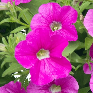 New Pretty ELECTRIC PINK Rose Petunia Seeds - Unique Color Twist -- (15 Seeds) Fast Free Shipping US Residents