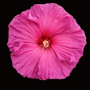 Hibiscus Color Megamix SEEDS -- Fast Free Shipping US Residents -- (10 Seeds) Breathtaking Blooms -- moscheutos