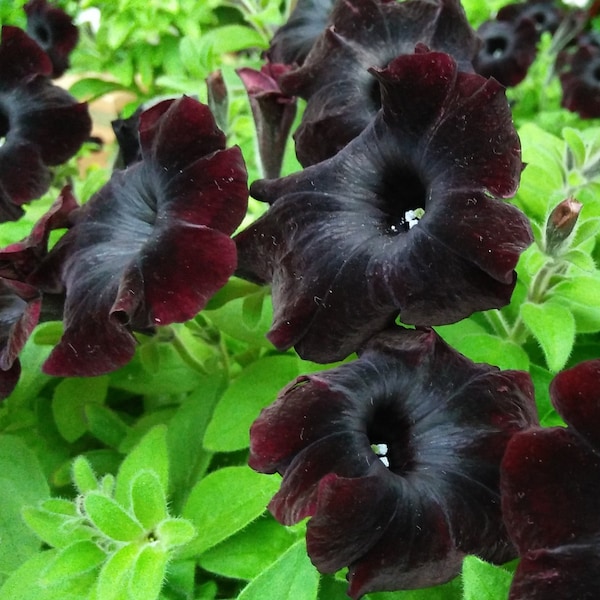 New Dark Purple or Black Petunia Seeds -- PELLETED for Easy Planting -- Fast FREE SHIPPING - Blackberry Night 10 Seeds