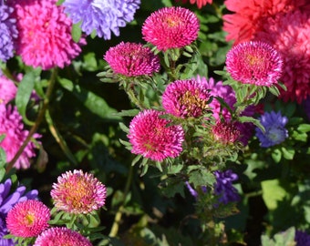Double Powder Puff Aster Seeds – Chrysanthemum Style Blooms, Colorful Mix (30 Seeds)