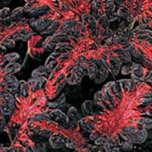 Unique Black and Red Coleus Seeds -- Solenostemon scutellarioides -- Black Dragon -- Houseplant Garden Accent FREE SHIPPING (20 seeds) Goth