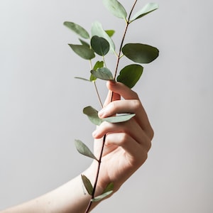 Eucalyptus SEEDS -- Silver Gray to Bluish -- Houseplant, Container Gardens, Potted Plants -- Fast Free Shipping (10 Seeds)
