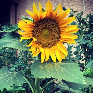 New DWARF Sunflowers -- SEEDS -- Sunspot Compact Sunflower Cottage Garden Variety FREE Shipping