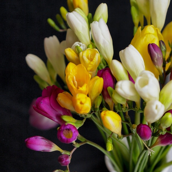 FREESIA SEEDS! (Mixed Colors) -- Cottage Garden -- Fast Free Shipping -- 10 Seeds