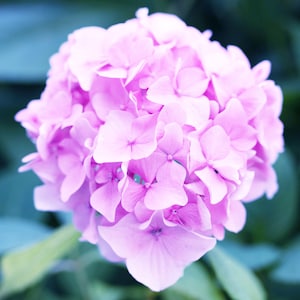Nieuwe adembenemende lavendelroze geraniumzaden: snelle en gratis verzending (8 zaden) pelargonium potplanten voor terrasbloeiende planten