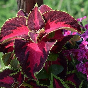 Stunning Red Huge Coleus Seeds -- Solenostemon scutellarioides -- Yellow Edges - Houseplant Garden Accent FREE U.S. SHIPPING (9 Seeds)