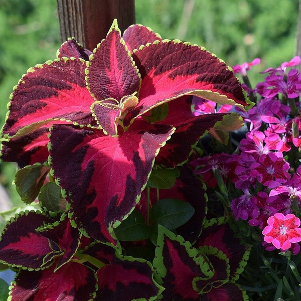 Favorite Coleus Seeds -- Chocolate Covered Cherry Variety -- (9 Seeds) Beautiful Red Variegated Leaves -- Fast Free Shipping