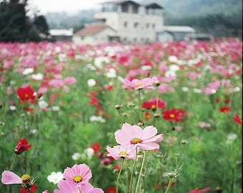 Heirloom Cosmos Seeds – Mixed Color Garden Flowers (30 Seeds)