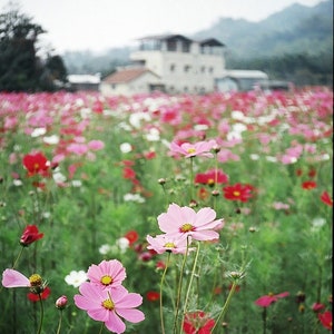 Lovely Heirloom Cosmos Mixed Color Seeds! FREE SHIPPING -- Old Fashioned Classic Garden Flowers