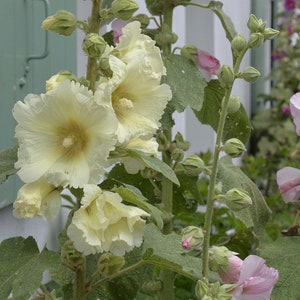 Beautiful Hollyhock &quot;Grandma&#39;s Mix&quot; SEEDS -- Cottage Garden - Alcea rosea FREE Shipping US Residents (20 Seeds) Holly Hock
