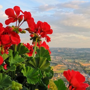 Geranium SEEDS "Scarlet Red" -- Fast Free US Shipping (10 Seeds) pelargonium Potted Patio Flowering Plants -- Vibrant Red Blooms