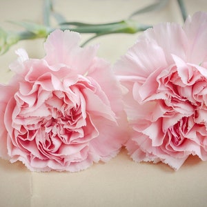 New Charming Pink Carnation SEEDS - Dianthus Chabaud La France -- Fast Free Shipping -- (30 Seeds) Grow a Floral Shop in Your Own Yard! :-)
