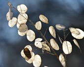 Money Plant - Lunaria SEEDS Silver Dollar (10 Seeds) Honesty Fast Free Shipping Wonderful Dried Floral Arrangement Centerpiece