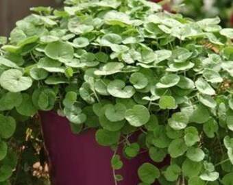 Dichondra Seeds Emerald Falls Multi Pelleted Seeds 25 thru 100 Pelleted Seeds
