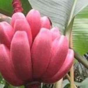 May include: A bunch of pink bananas growing on a banana tree. The bananas are ripe and ready to eat.