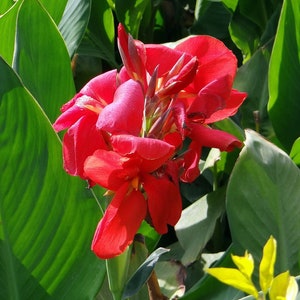 Very Red Canna SEEDS &quot;Red Candy Apple&quot; (Dwarf) for your own Tropic Garden - Fast Free Shipping US Residents (3 Seeds)