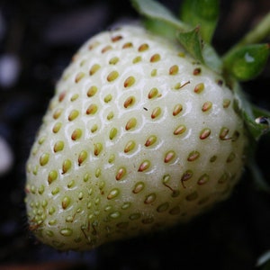 Wild Strawberry &quot;Buttercream White&quot; SEEDS (50 Seeds) -- Fast Free Shipping US Residents -- Grow Your Own &quot;Unique&quot; Strawberries!