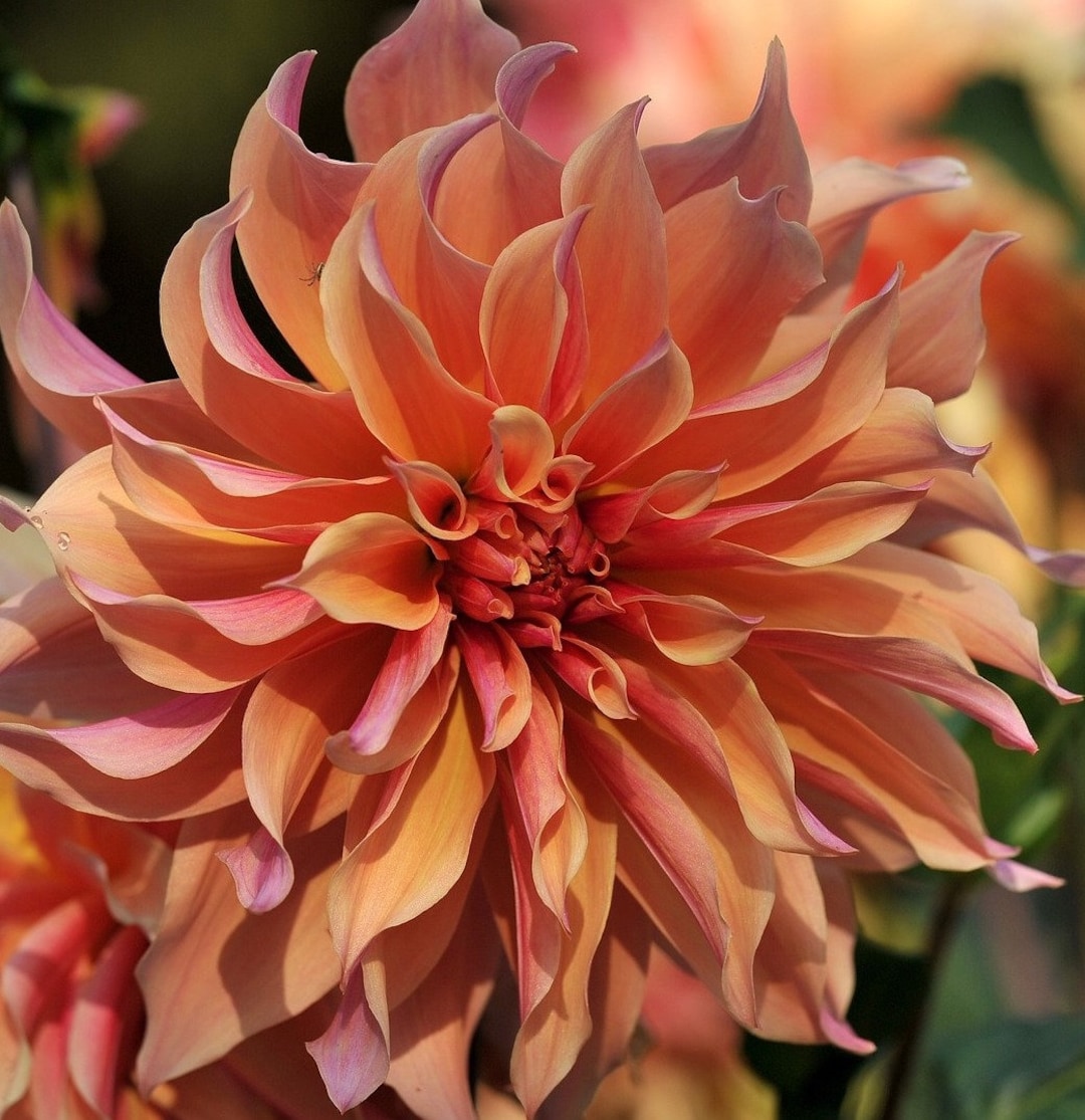 Ｄahlia☆ il_1080xN.2435899026_bn1a.jpg