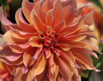 New Giant Decorative Dahlia Color Megamix SEEDS! Variabilis  -- Fast Free Shipping U.S. Residents! (20 Seeds)