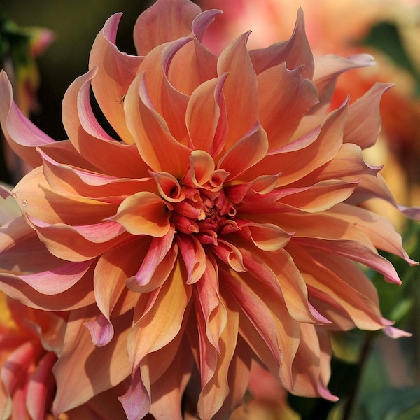 New Giant Decorative Dahlia Color Megamix SEEDS! Variabilis  -- Fast Free Shipping U.S. Residents! (20 Seeds)