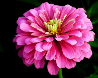 zinniApple　 PINK Stunner -- GIANT Double Pink Zinnia Flowers -- Seeds