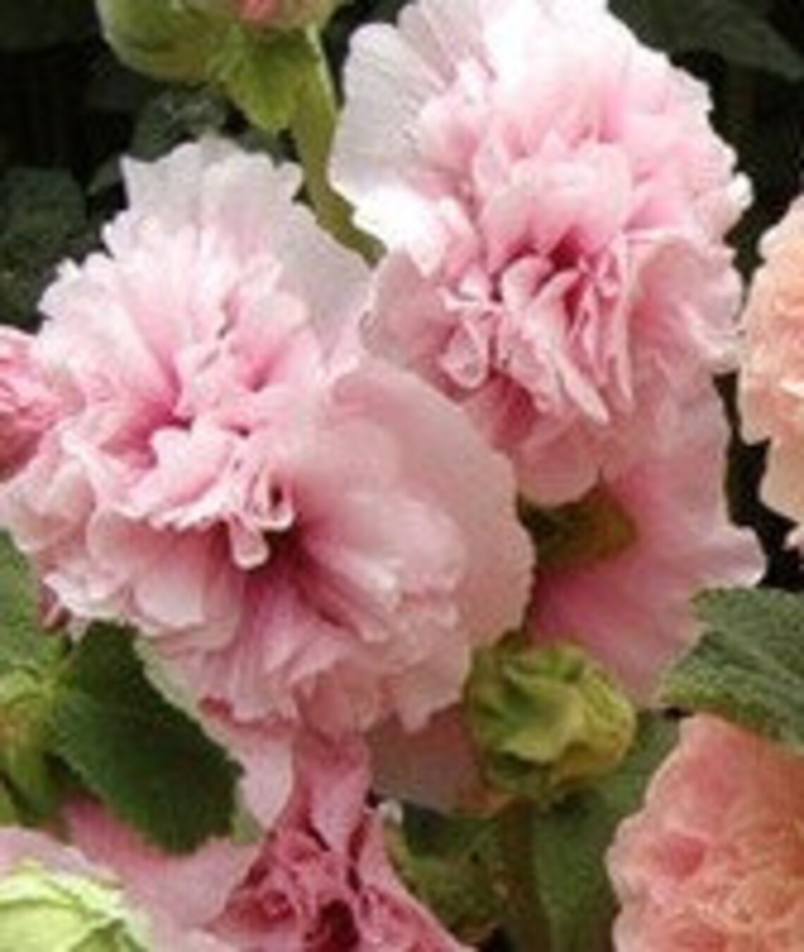 Hollyhock Charming Powderpuff Double Color Megamix SEEDS Etsy