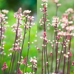 Whimsical Blushing Pink Heuchera - Coral Bells - Pulchella Fairy Dust (100 Seeds) - Fast Free Shipping U.S.