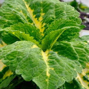 Charming Rare Coleus SEEDS -- GREEN Leaves -- Houseplant Shade Garden Cottage - Fast Free Shipping - Solenostemon scutellarioides (5 Seeds)