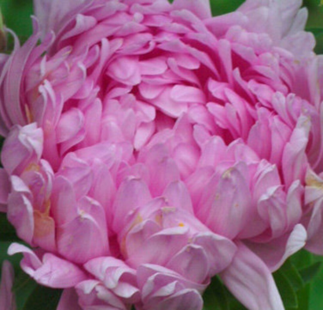 NUEVAS semillas de aster 