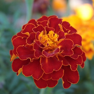 ¡Nuevas semillas de caléndula! -- &quot;Crushed Red Velvet&quot; -- ¡Envío rápido y gratuito a los residentes de EE. UU.! (30 Semillas) Flores rojas vibrantes