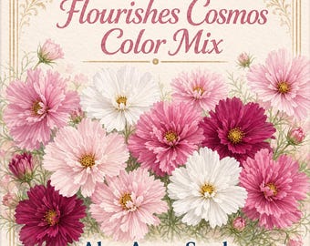 Cosmos **Seeds** - "Flourishes" Semi Double Color Mix bipinnatus - (20 Seeds)  Psyche
