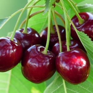 Black Cherry Tree SEEDS (10 Seeds) -- Fast Free Shipping -- Prunus serotina -- Grow Your Own Cherry Orchard