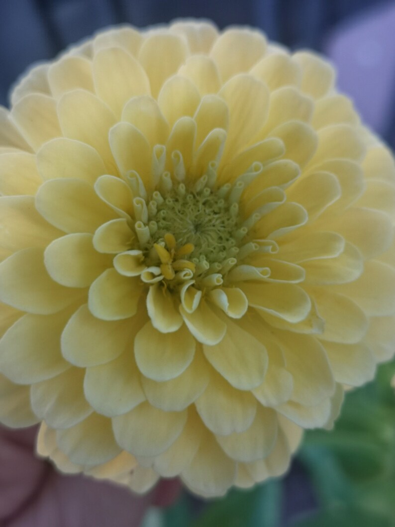 Zinnia buttercream Pastel Yellow Seeds GIGANTIC Etsy