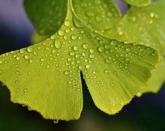 New Ginkgo Biloba Tree Seeds (3 Seeds) -- Fast Free Shipping -- Gingko Ginkgophyta Living Fossil Tree Maidenhair