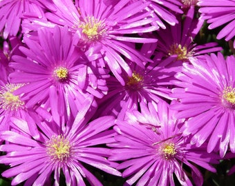 Electric Pink Ice Plant Seeds - Drought-Resistant Groundcover